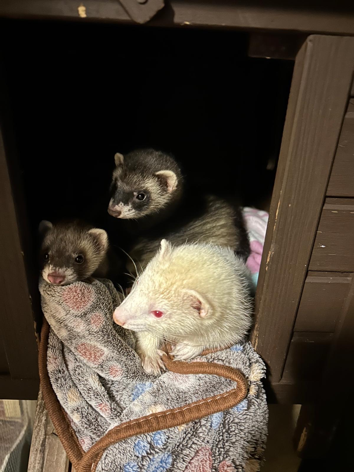 Ferrets