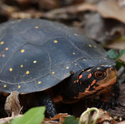 Spotted-Turtle-close-up-Dirk-Stevenson-Orianne-Society-1920w-480w