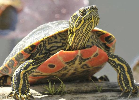painted-turtle